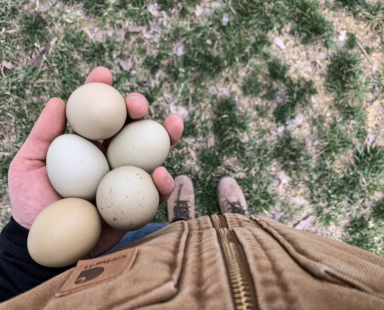 green eggs