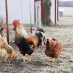 beautiful rooster and dual purpose chickens