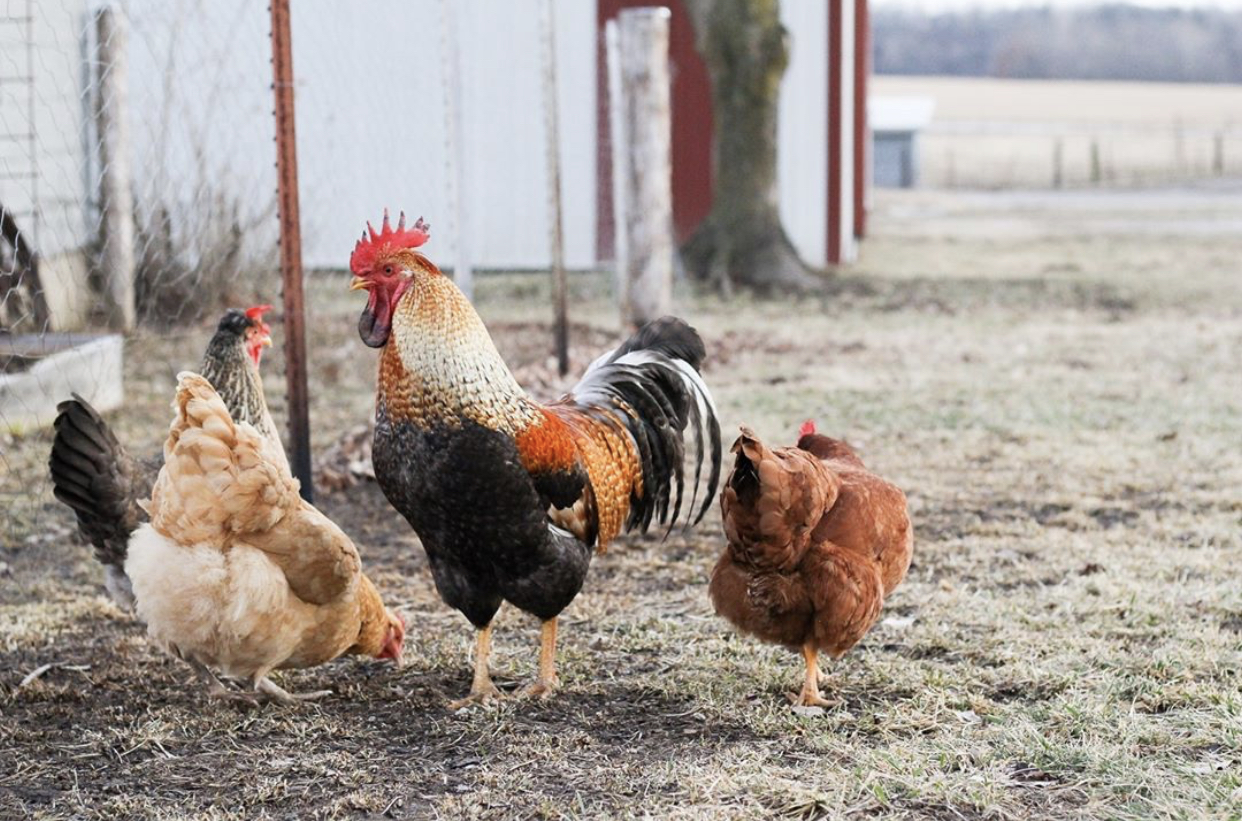 Choosing Chicks for a Colorful Egg Basket - Hopewell Heights