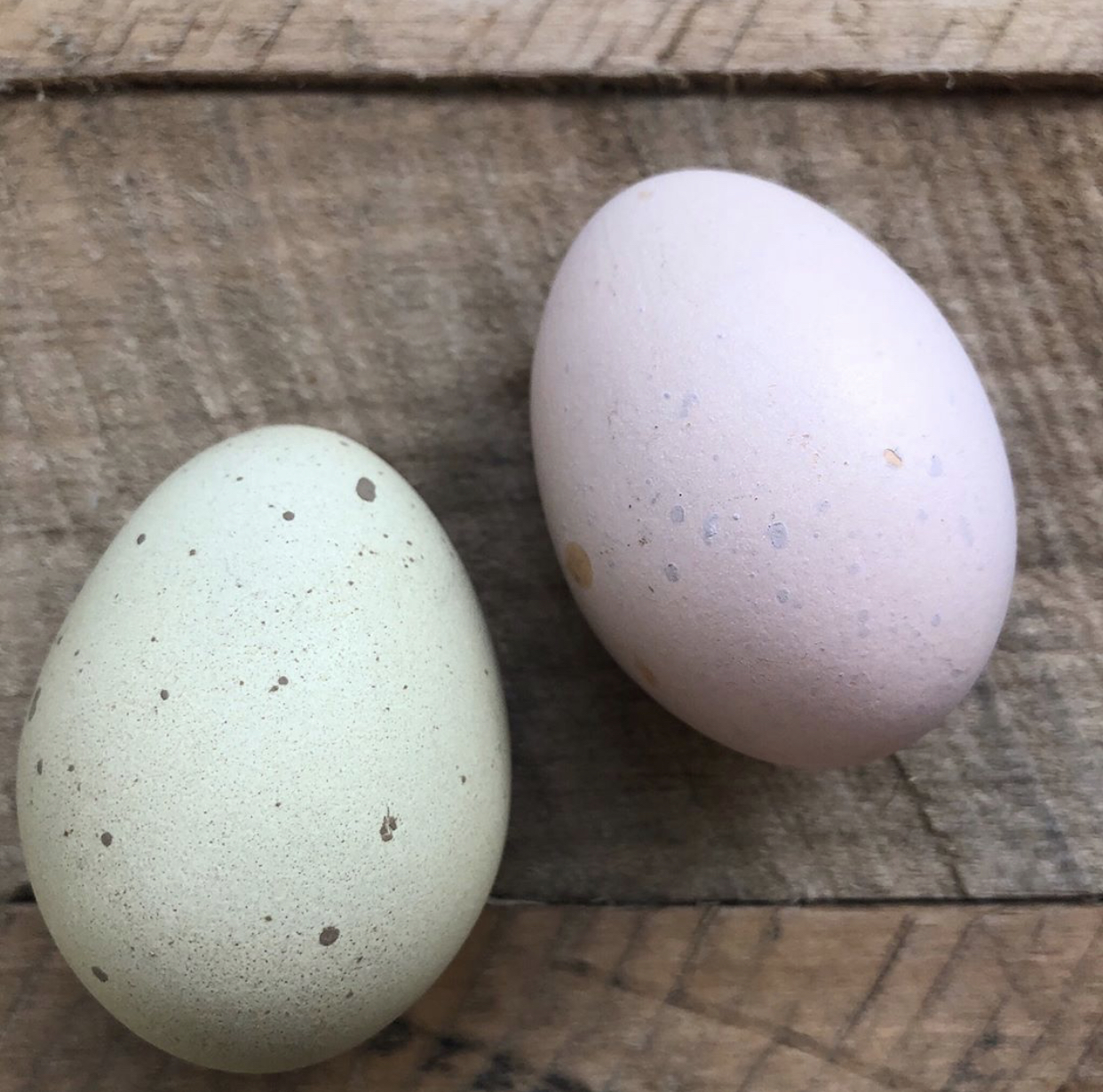 speckled eggs