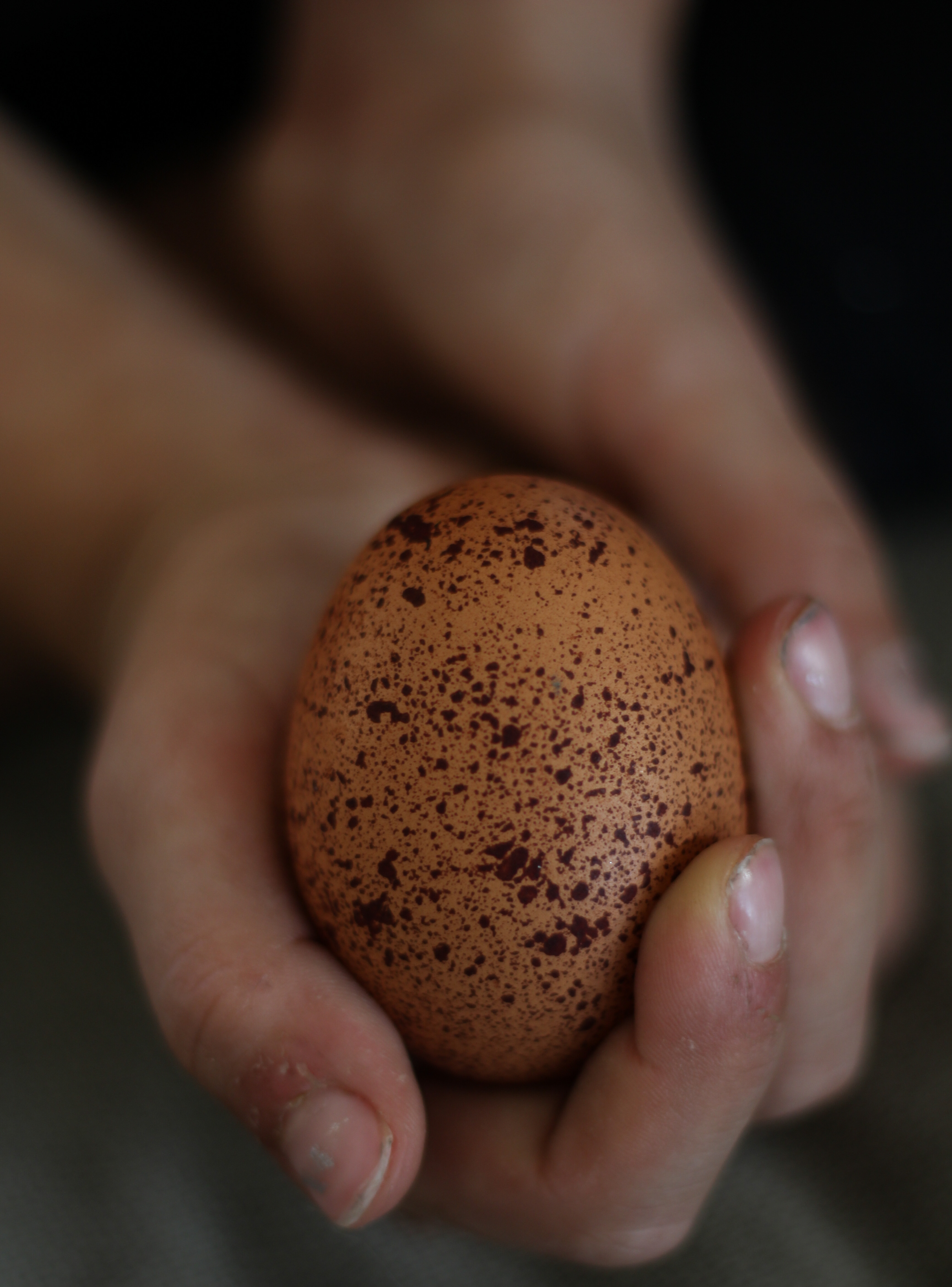 a white hand holding a dark brown speckled egg from a chicken